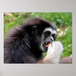 Black-headed spider monkey eating a fruit  poster
