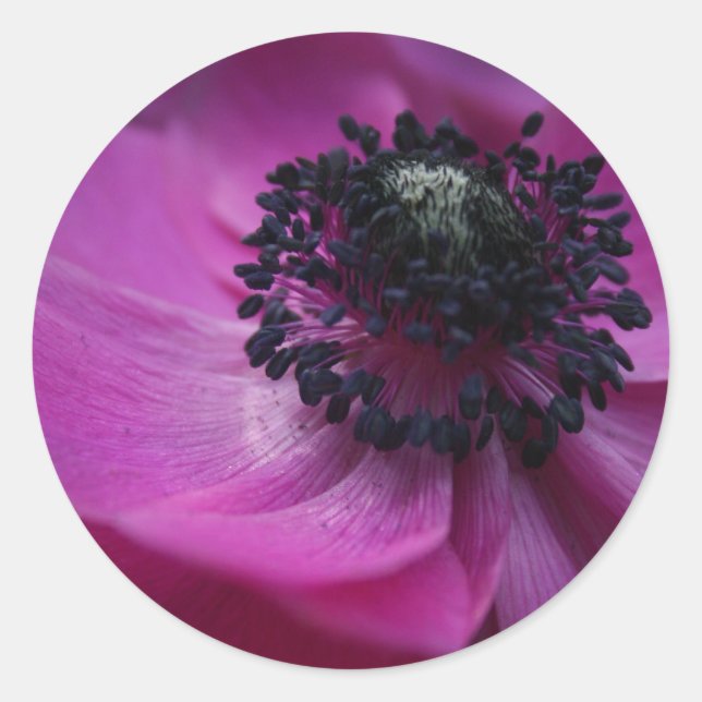Black heart Purple Pink Anemone Round Sticker (Front)