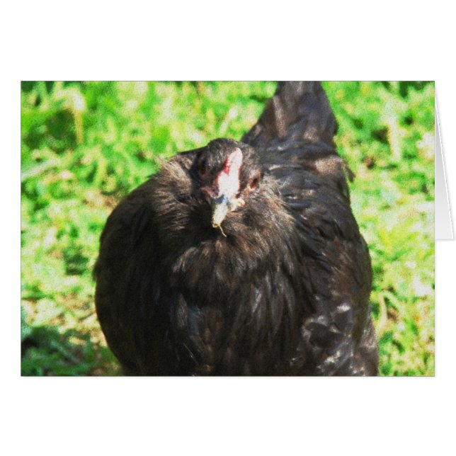Black Hen Cards (Front Horizontal)