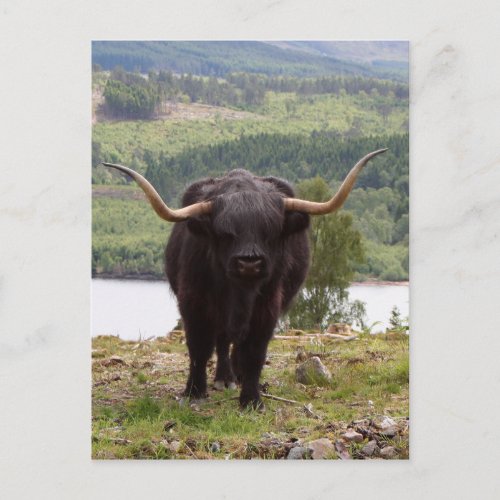 Black Highland cattle Scotland Postcard