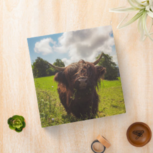 Black highland cow grazing green field sun light 3 ring binder