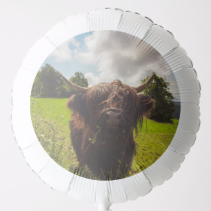 Black highland cow grazing green field sun light balloon