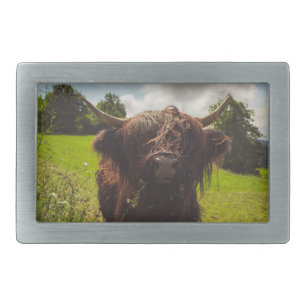 Black highland cow grazing green field sun light belt buckle