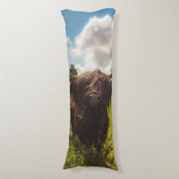 Black highland cow grazing green field sun light