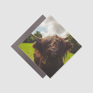 Black highland cow grazing green field sun light car magnet