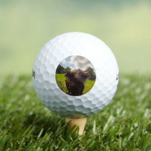 Black highland cow grazing green field sun light golf balls