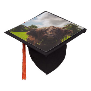 Black highland cow grazing green field sun light graduation cap topper