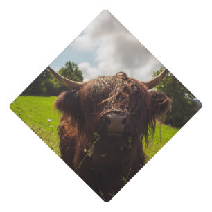 Black highland cow grazing green field sun light graduation cap topper