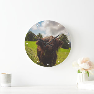 Black highland cow grazing green field sun light large clock