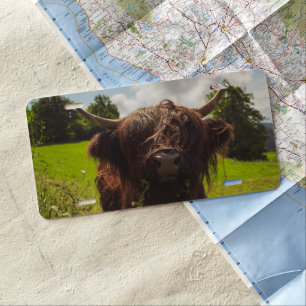 Black highland cow grazing green field sun light license plate