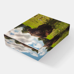 Black highland cow grazing green field sun light paperweight