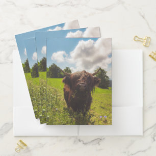 Black highland cow grazing green field sun light pocket folder