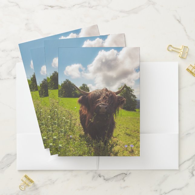Black highland cow grazing green field sun light pocket folder (In Situ)