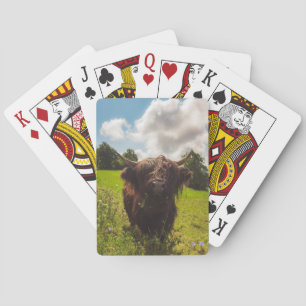 Black highland cow grazing green field sun light poker cards