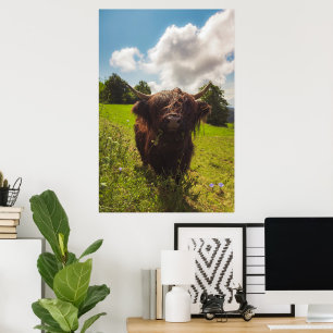 Black highland cow grazing green field sun light poster