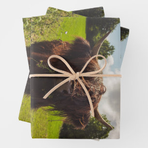 Black highland cow grazing green field sun light wrapping paper sheets