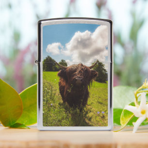 Black highland cow grazing green field sun light zippo lighter
