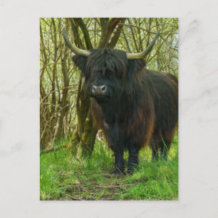 Black Highland Cow In The Woods Postcard