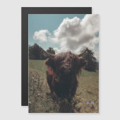 Black highland Scottish cow grazing vintage retro (Front/Back)