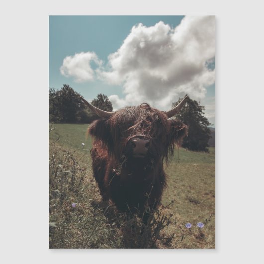 Black highland Scottish cow grazing vintage retro (Front)
