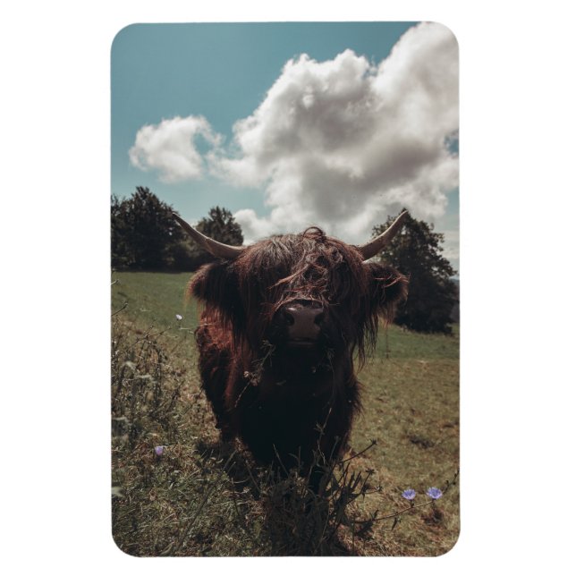 Black highland Scottish cow grazing vintage retro Magnet (Vertical)