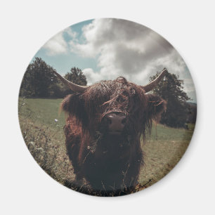 Black highland Scottish cow grazing vintage retro Magnet