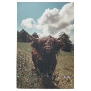 Black highland Scottish cow grazing vintage retro Metal Print