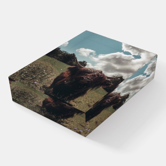 Black highland Scottish cow grazing vintage retro Paperweight (Angled)