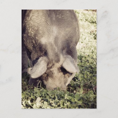 Black Hog Pig Rooting in Grass Postcard