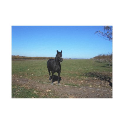 Black Horse Alone In The Pasture Canvas Print