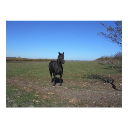 Black Horse Alone In The Pasture Photo Print