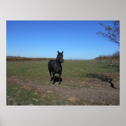 Black Horse Alone In The Pasture Poster