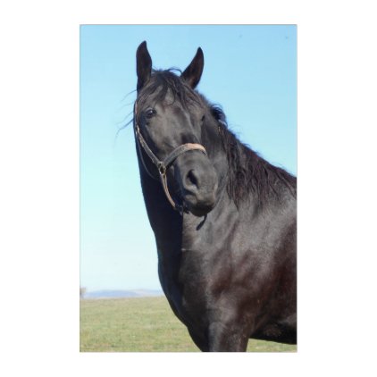 Black Horse And The Blue Sky Acrylic Wall Art