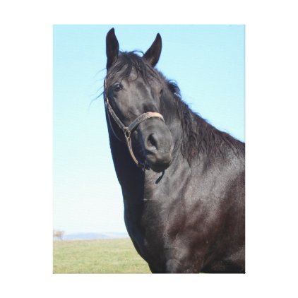 Black Horse And The Blue Sky Canvas Print