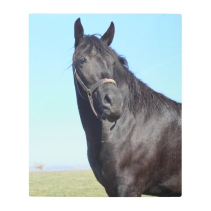 Black Horse And The Blue Sky Metal Print