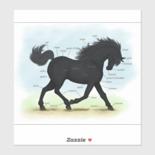 Black Horse Educational Equestrian Anatomy Chart Sticker
