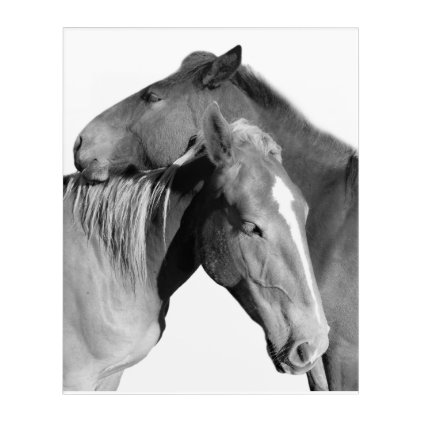 Black horse equine photography black and white acrylic wall art
