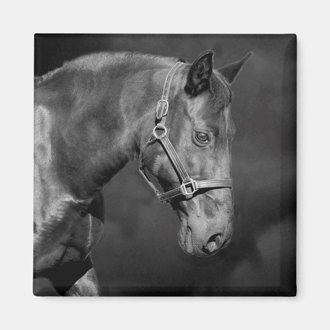 Black Horse head Magnet (Front)