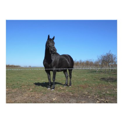 Black Horse In The Pasture Photo Print