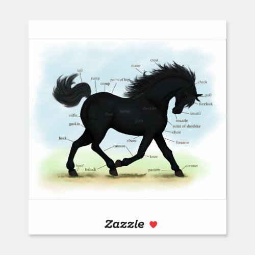 Black Horse or Pony Equine Anatomy Chart Sticker
