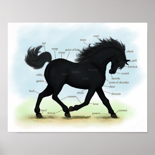 Black Horse or Pony Equine Anatomy Poster
