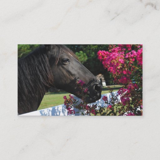 Customizable Black Horse Photograph Business Cards