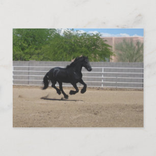 black horse postcard