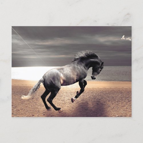 Black Horse Sandy Beach Ocean Postcrossing Postcard