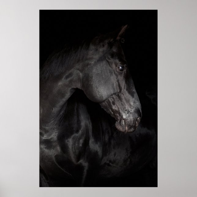 Black Horse Stallion Photo Nature Wall Poster (Front)