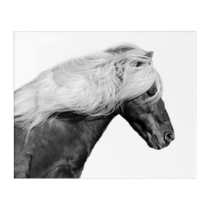 Black horse stallion photography black and white acrylic print