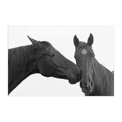 Black horse stallion photography black and white acrylic wall art