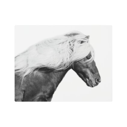 Black horse stallion photography black and white metal print