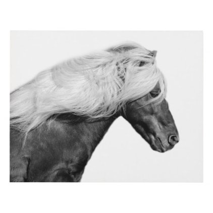 Black horse stallion photography black and white panel wall art