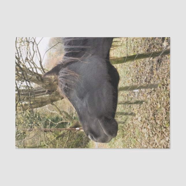 BLACK HORSE TISSUE PAPER (Front)